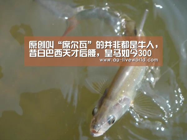 AG赛事